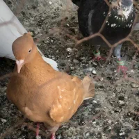 ۳تاکفتر صید پرشی همه ماده