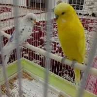 یه جفت مرغ عشق نر انگلیسی کشیده بلند ماده معمولی