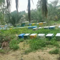 فروش زنبورعسل