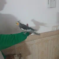 عروس هلندی