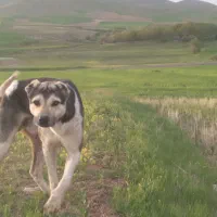 سگ گله