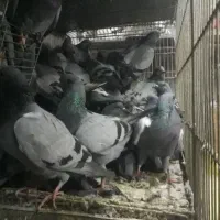 کفتر