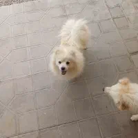 پامرانین اصیل شناسنامه دار