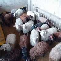 فروش میش رومانی اصیل