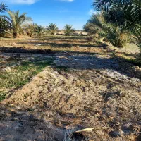 زمین کشاورزی