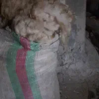پشم