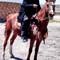 اسب مادیان اصیل شناسنامه دار مدارک