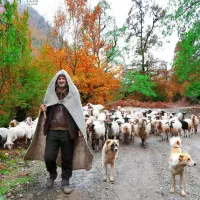 چوپان ماهر نیازمندیم