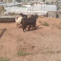 پنج عدد بزگاله نر