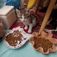بچه گربه سه تا