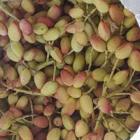 پسته کالک شمارا خریداریم   به بالاترین قیمت