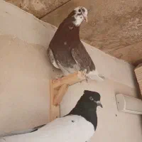 کفتر