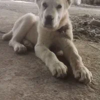 توله الابای4ماهه