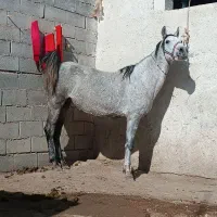 مادیون فروشی
