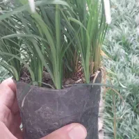 چمن یال اسبی