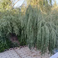 زمین-با-بهترین-موقعیت-شرکت-برق-کاهو
