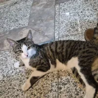 پیدا شده