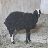 گوسفند نر چاق