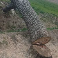هرس انواع چوب
