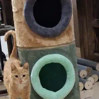 اسکرچر و درخت گربه چوبی  طراحی مدرن  مونتاژی
