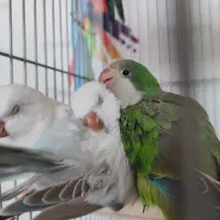 راهب دستی بالغ ، جوجه دونه خور