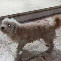 برفی پشمالو