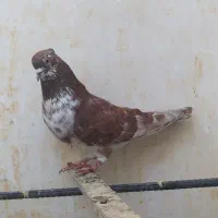 کفتر پرشی