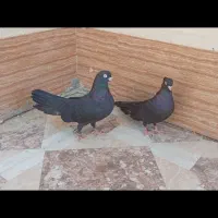 جفت کبوتر زاغ ابادانی اصل
