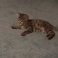 گربه بازیگوش