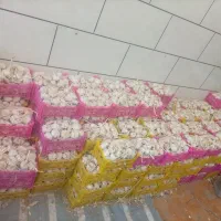 سیر خشک سبد 2.5کیلوی درشت یه دست