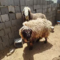 قوچ داشتی