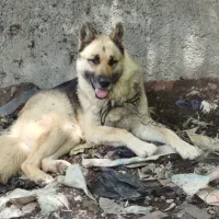 سگ ژرمن