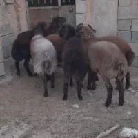 کاور بره