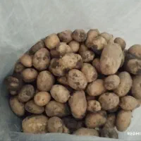 سیب‌زمینی تازه‌ی تازه‌.بدون خرابی.اندازه‌های مختلف