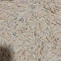 شالی برنج فجر سوزنی