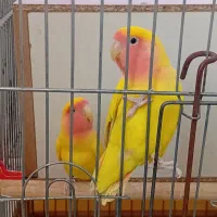 طوطی برزیلی نر و ماده