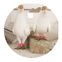 کبوتر درجه یک