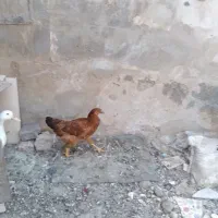 اردک مرغ