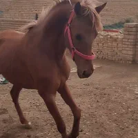 فروش کره عرب مصری نریان