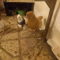 ۱۲۰۰۰۰۰|پرنده|مشهد, هفت تیر (نه دره)|دیوار
