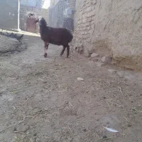 بره نر و۱عددشیشک میش سه شیره
