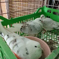 کبوترفروشی