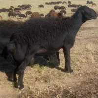 قوچ سیاه لخت