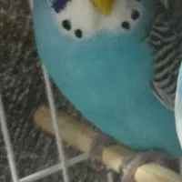 مرغ عشق گمشده