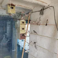 فنج نرگسی