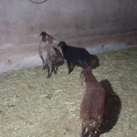 گوسفند جوان