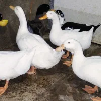 سه عدد اردک نر . هر کدوم و خواستی ببر