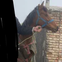 اسب مادیان  آبستن سمند