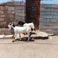 بزابستن با بزغاله