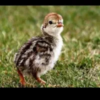 جوجه بلدرچین کوهی یک هفته ای